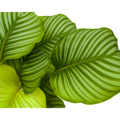 Kamerplant - Calathea Orbifolia - Pot Ø 27cm Hoogte ↕ 70-90cm