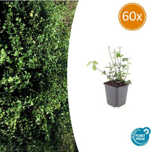 Buitenplant 60x Euonymus fortunei 'Coloratus' - Pot Ø 9cm Hoogte ↕ 10-25cm