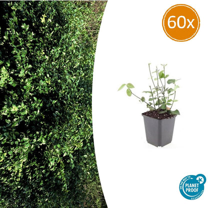 Buitenplant 60x Euonymus fortunei 'Coloratus' - Pot Ø 9cm Hoogte ↕ 10-25cm