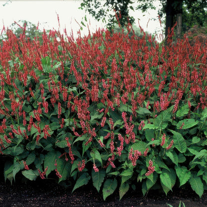 Buitenplant 12x Persicaria amplexicaulis - Bloeiend - Pot Ø 9cm Hoogte ↕ 10-25cm