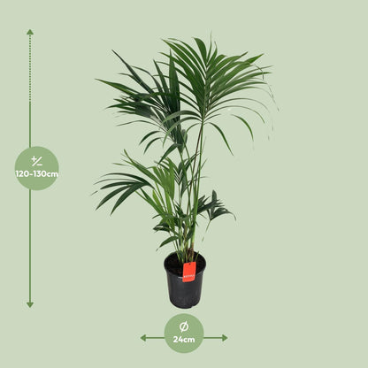 XL kamerplant - Howea Forsteriana - Pot Ø 24cm Hoogte ↕ 130cm