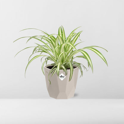 Kamerplant - Chlorophytum Comosum Variegatum - Luchtzuiverend - Pot Ø 14cm