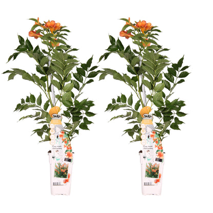 Buitenplant 2x Campsis 'Indian Summer' - Bloeiend - Pot Ø 15cm Hoogte ↕ 65cm