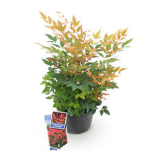 Buitenplant - Nandina domestica 'Gulfstream' - Pot Ø 17cm Hoogte ↕ 45cm