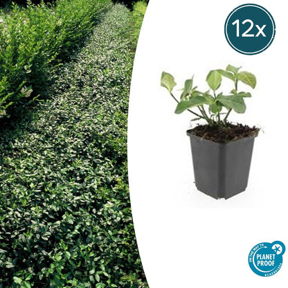 Buitenplant 12x Euonymus fort. 'Dart's Blanket' - Winterhard - Pot Ø 9cm Hoogte ↕ 10-25cm