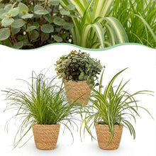 Kamerplant 3x Mix - Cyperus, Callisia & Chlorophytum - Pot Ø 12cm Hoogte ↕ 20cm