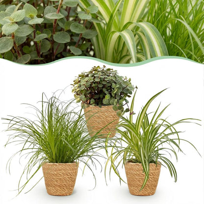 Kamerplant 3x Mix - Cyperus, Callisia & Chlorophytum - Pot Ø 12cm Hoogte ↕ 20cm