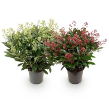 Buitenplant 2x Skimmia japonica Duo - Bloeiend - Winterhard - Pot Ø 19cm Hoogte ↕ 60cm