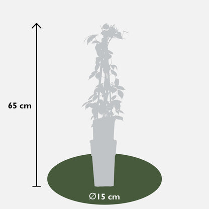 Buitenplant - Parthenocissus tricuspidata 'Veitch Boskoop' - Pot Ø 15cm Hoogte ↕ 65cm