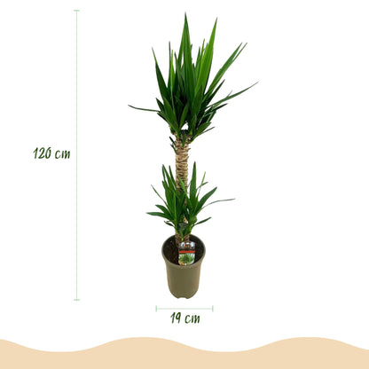 Green boutiQ - Kamerplant - Yucca elephantipes - Yucca - Weinig onderhoud - Groen - 1 - Pot 19cm - Hoogte 95cm