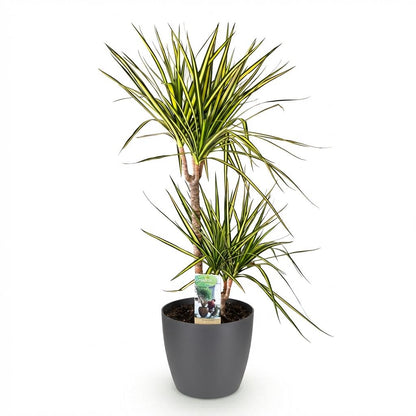 Kamerplant - Dracaena Sunray - Pot Ø 21cm Hoogte ↕ 90-100cm