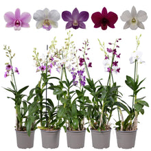 Kamerplant - Dendrobium 2-tak - Pot Ø 17cm Hoogte ↕ 70cm