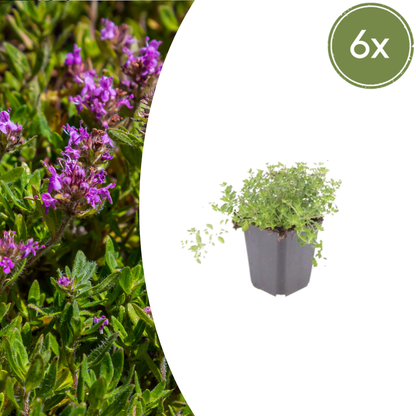 Buitenplant 6x Thymus serpyllum - Aromatisch - Pot Ø 9cm Hoogte ↕ 10-25cm