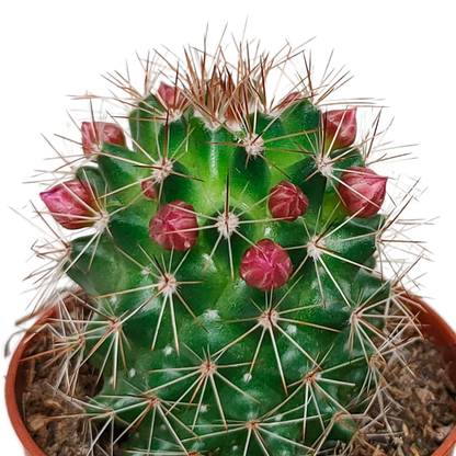 Kamerplant 5x Cactus Mix - Bloeiend - Pot Ø 5.5cm