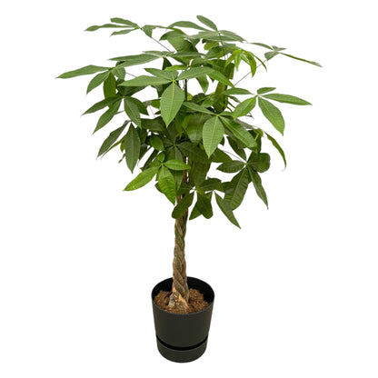 Kamerplant - Pachira Aquatica - Hoogte ↕ 35-160cm