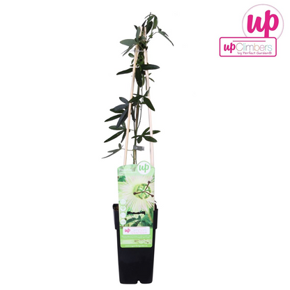 Buitenplant - Passiflora caerulea 'Constance Elliot' - Bloeiend - Pot Ø 15cm Hoogte ↕ 65cm