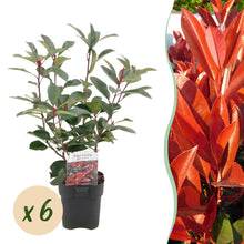Buitenplant 6x Photinia fraseri Red Robin - Groenblijvend - Pot Ø 17cm Hoogte ↕ 50cm