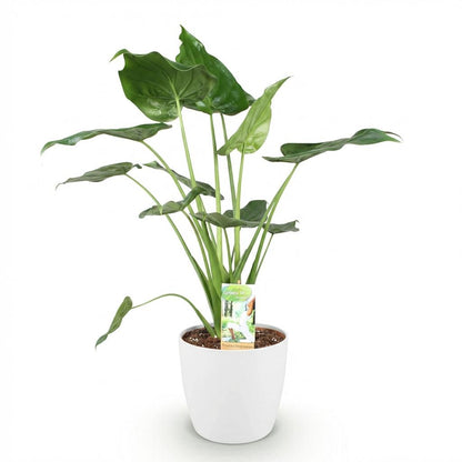 Kamerplant - Alocasia Cucullata - Pot Ø 21cm Hoogte ↕ 65-70cm