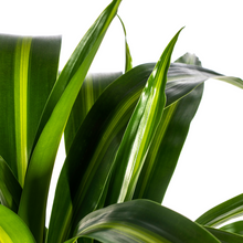 Kamerplant - Dracaena Deremensis Hawaiian Sunshine - Pot Ø 21cm Hoogte ↕ 90-110cm