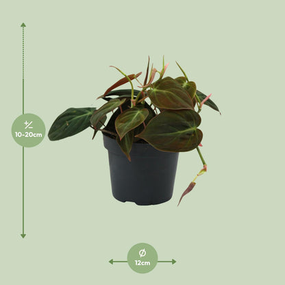 Kamerplant - Philodendron Micans - Pot Ø 12cm Hoogte ↕ 15cm