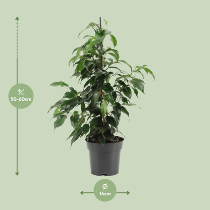 Kamerplant - Ficus Benjamina Danielle - Pot Ø 14cm Hoogte ↕ 55cm