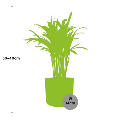 Kamerplant - Areca Palm - Luchtzuiverend - Pot Ø 14cm