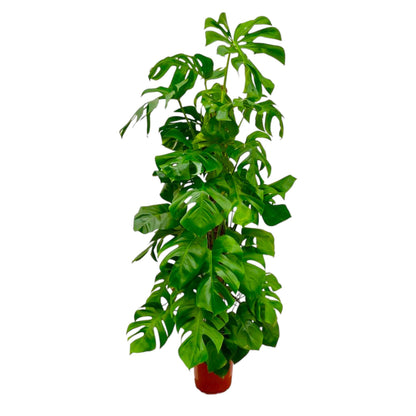 Kamerplant - Monstera Deliciosa - Hoogte ↕ 32-180cm