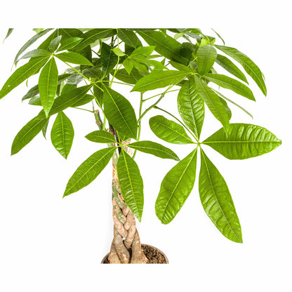 Kamerplant - Pachira Aquatica - Pot Ø 21cm Hoogte ↕ 90-110cm