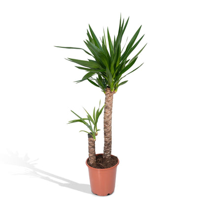 Kamerplant - Yucca Elephantipes - Pot Ø 21cm Hoogte ↕ 100cm