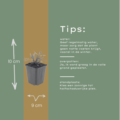 Buitenplant 6x Gaura l. 'Whirling Butterflies' - Bloeiend - Pot Ø 9cm Hoogte ↕ 10-25cm