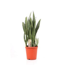 Kamerplant - Sansevieria Zeylanica - Pot Ø 21cm Hoogte ↕ 70cm
