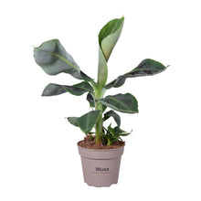Kamerplant - Musa Oriental Dwarf - Pot Ø 15cm Hoogte ↕ 45cm