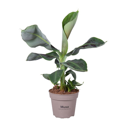 Kamerplant - Musa Oriental Dwarf - Pot Ø 15cm Hoogte ↕ 45cm