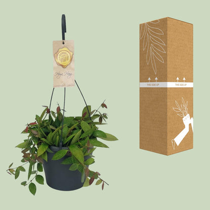 Kamerplant - Hoya Gracilix - Hangplant - Pot Ø 19cm Hoogte ↕ 20cm