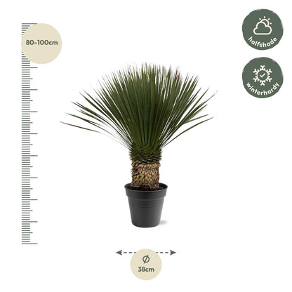 Buitenplant - Yucca Rostrata - Pot Ø 38cm Hoogte ↕ 80-100cm