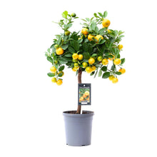 Kamerplant - Citrus Calamondin - Pot Ø 15cm Hoogte ↕ 45cm