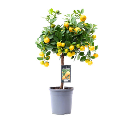 Kamerplant - Citrus Calamondin - Pot Ø 15cm Hoogte ↕ 45cm
