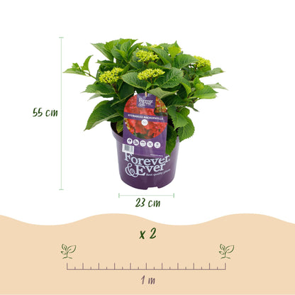 Buitenplant 2x Hydrangea Forever & Ever Rood - Rijkbloeiend - Pot Ø 23cm Hoogte ↕ 55cm