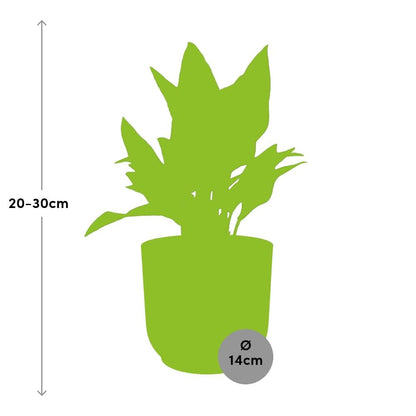 Kamerplant - Aglaonema Maria - Pot Ø 14cm