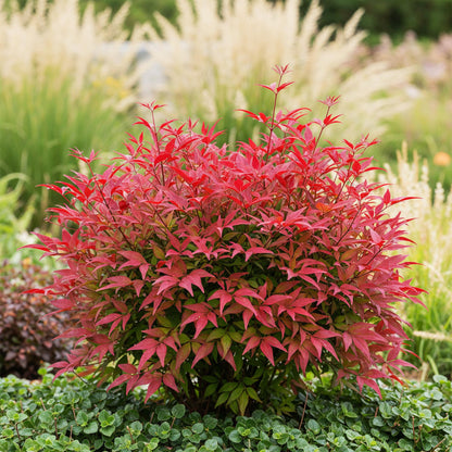 Buitenplant - Nandina Blush Pink - Groenblijvend - Pot Ø 17cm Hoogte ↕ 40cm