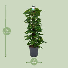 XL Kamerplant - Scindapsus (Epipremnum) - Pot Ø 24cm Hoogte ↕ 120cm