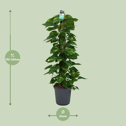 XL Kamerplant - Scindapsus (Epipremnum) - Pot Ø 24cm Hoogte ↕ 120cm