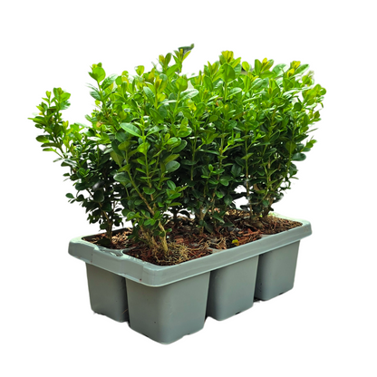 Buitenplant 24x Buxus NewGen Freedom - Winterhard - Pot Ø 7cm Hoogte ↕ 15cm