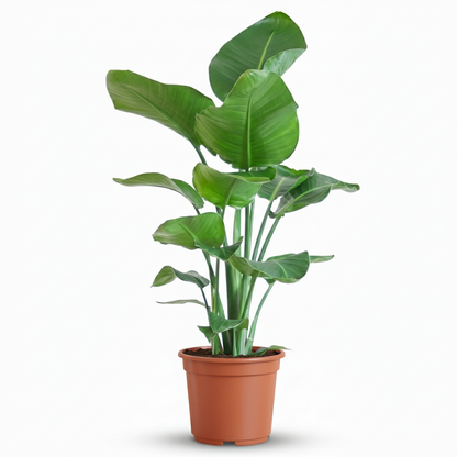 Kamerplant - Strelitzia Nicolai - Pot Ø 19cm Hoogte ↕ 80-90cm