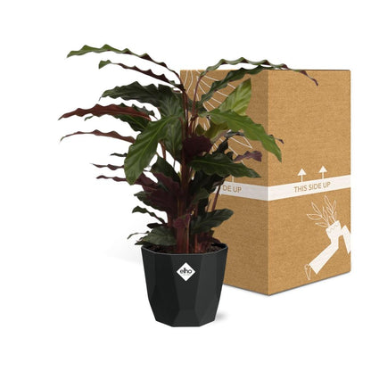 Kamerplant - Calathea Rufibarba 'Tropistar' - Pot Ø 14cm