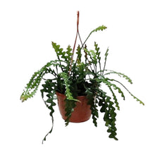 Kamerplant - Epiphyllum Anguleiger - Pot Ø 20cm Hoogte ↕ 60cm