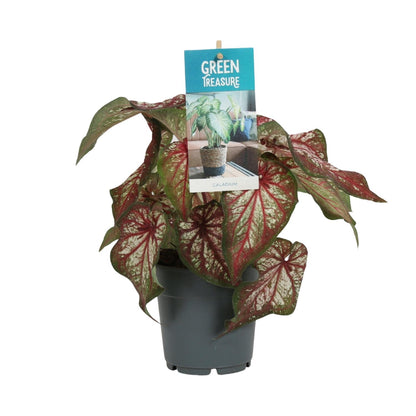 Kamerplant - Caladium Bicolor - Pot Ø 12cm Hoogte ↕ 25cm