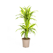 Kamerplant - Dracaena Deremensis Lemon Lime - Pot Ø 19cm Hoogte ↕ 70-90cm