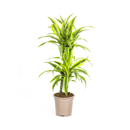 Kamerplant - Dracaena Deremensis Lemon Lime - Pot Ø 19cm Hoogte ↕ 70-90cm