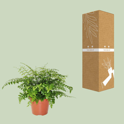 Kamerplant - Asplenium Parvati - Pot Ø 17cm Hoogte ↕ 30cm